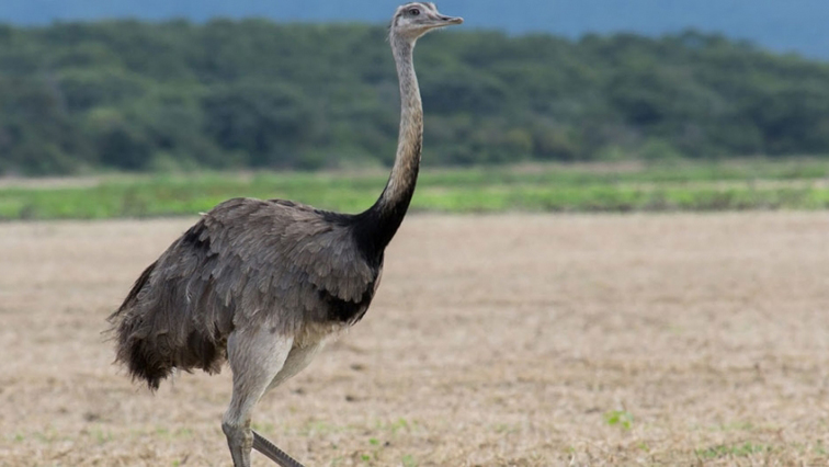 condenado-por-cazar-animales-de-la-fauna-silvestre-protegida