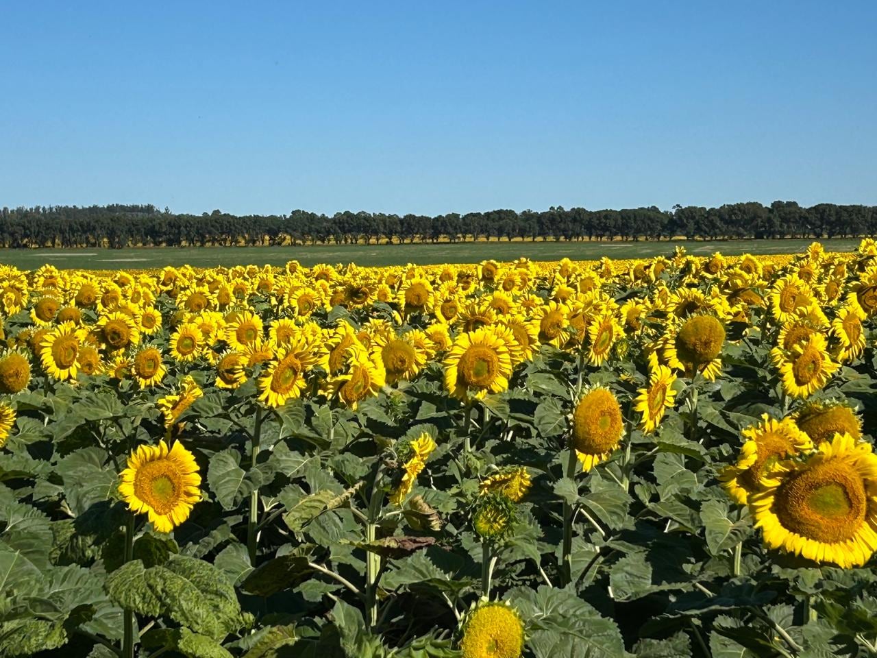 nueva-campana:-es-buen-momento-para-cambiar-girasol-por-insumos