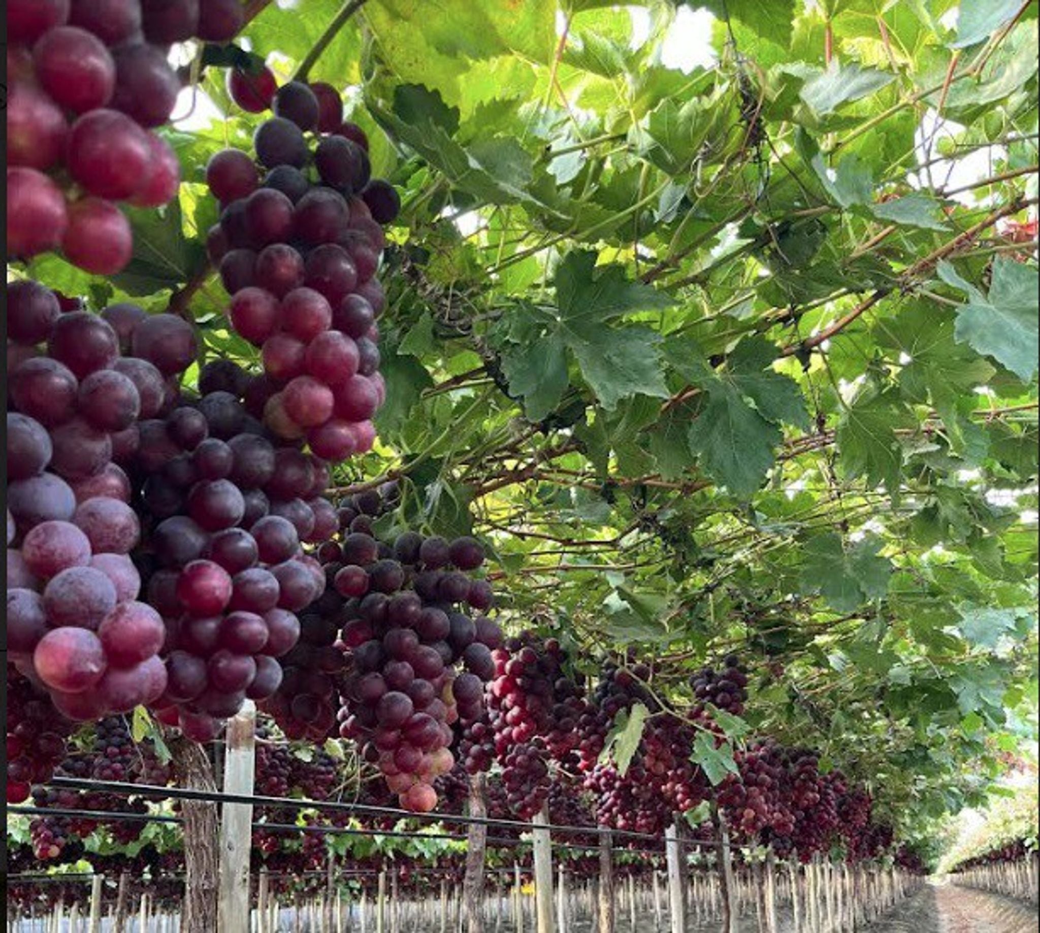 “debilitan-gravemente”:-piden-a-luis-caputo-mantener-instrumentos-para-la-trazabilidad-en-el-vino