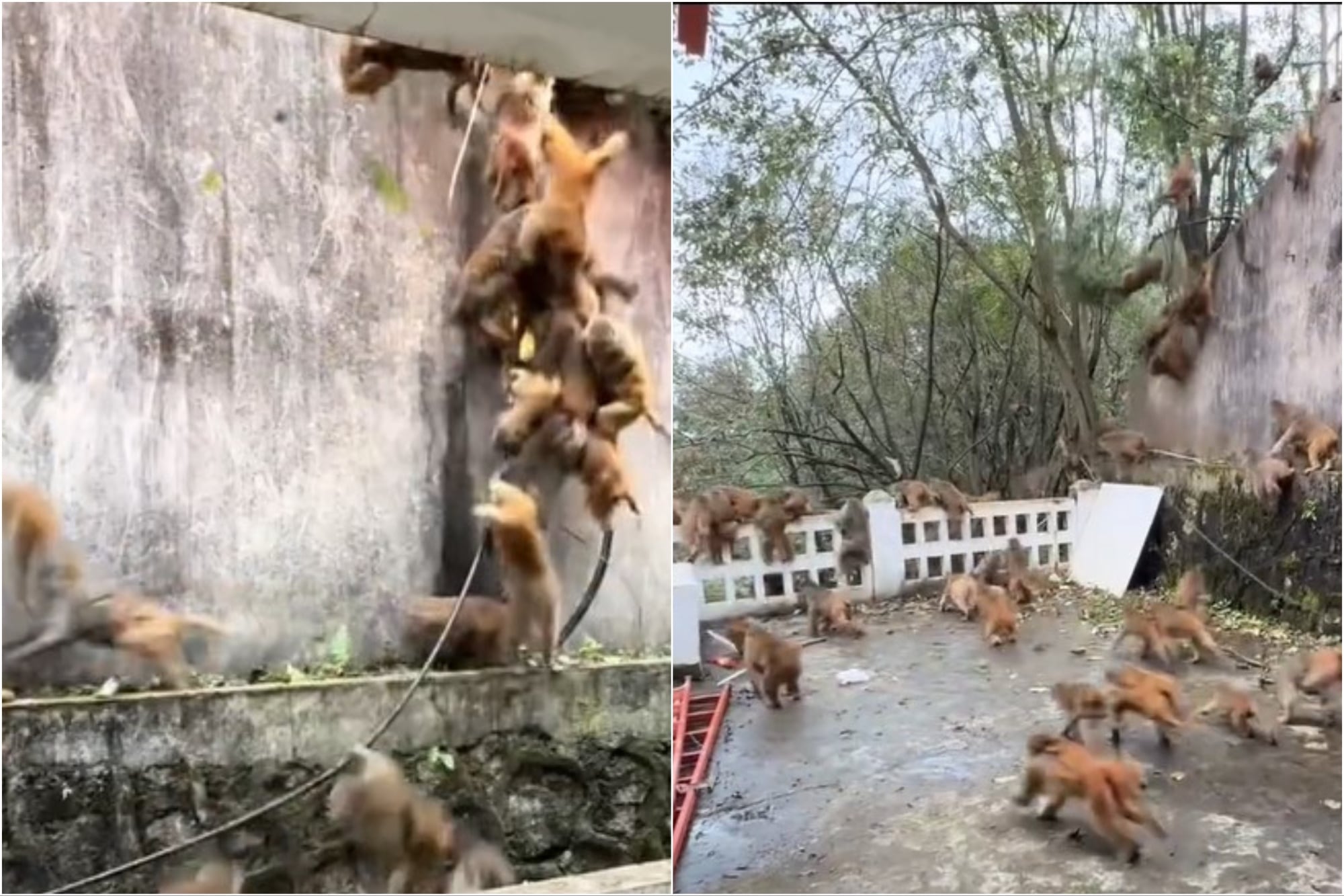 el-impactante-video-de-una-“lluvia-de-monos”-que-aterro-a-turistas-en-un-parque