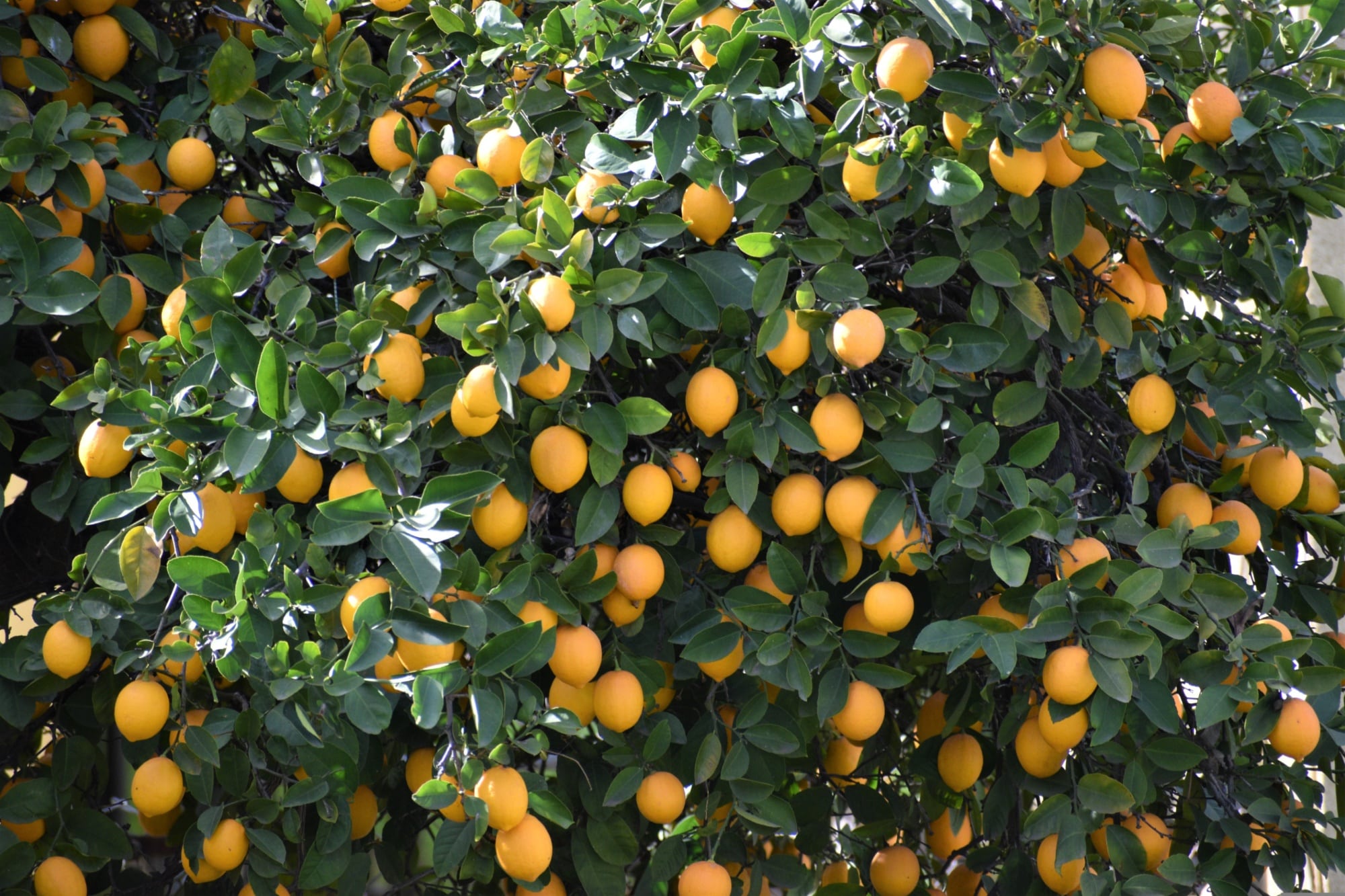 el-beneficio-que-pocos-conocen-de-colgar-saquitos-de-te-en-las-ramas-del-limonero