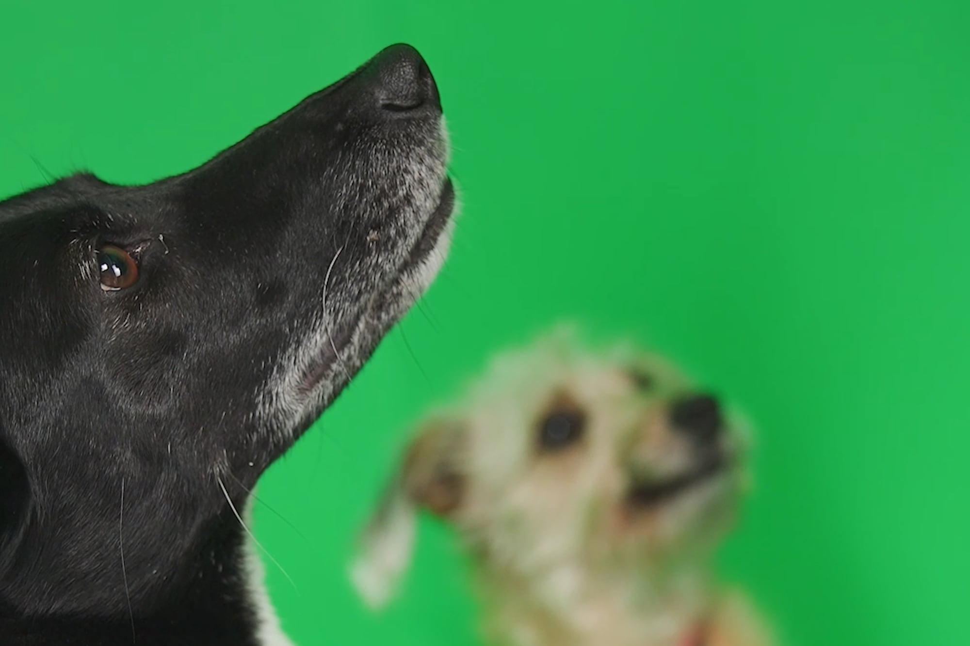 salud-bucal-en-perros:-por-que-es-vital-prestar-atencion-a-la-boca