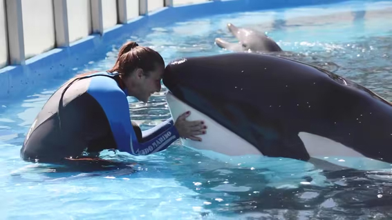 murio-kshamenk,-la-orca-de-mundo-marino-que-vivio-33-anos-en-cautiverio