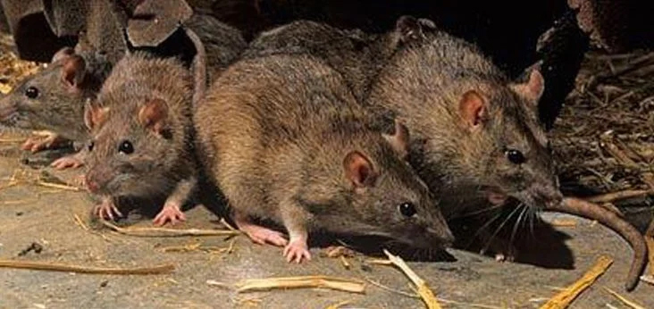 la-muerte-de-una-nena-en-general-belgrano-por-hantavirus-encendio-alertas-sanitarias