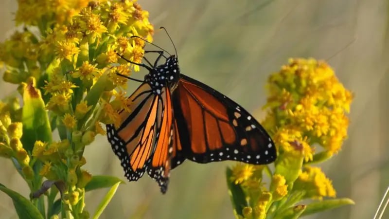 como-armar-un-jardin-que-atrae-colibries-y-mariposas-con-plantas-disponibles-en-viveros-locales