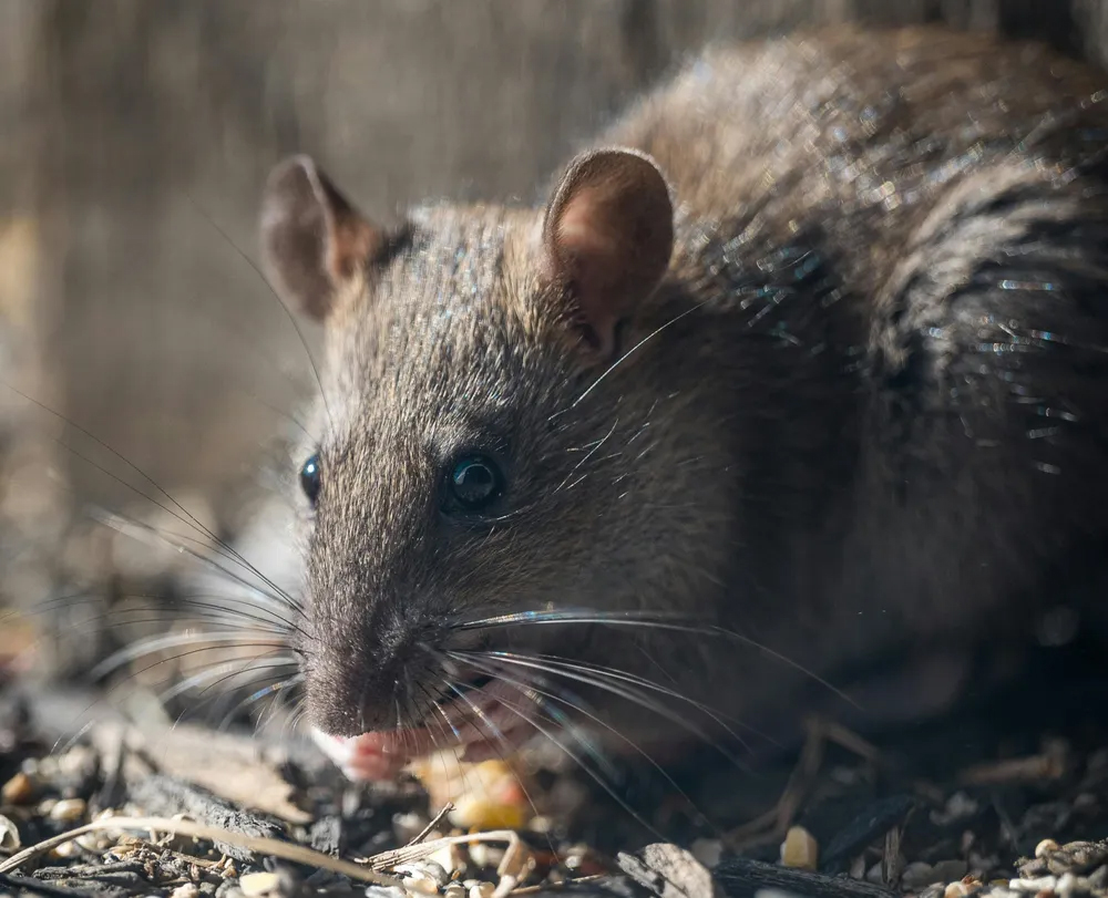 una-persona-fallecio-por-hantavirus-en-arrecifes-y-ya-son-cinco-las-victimas-en-pba