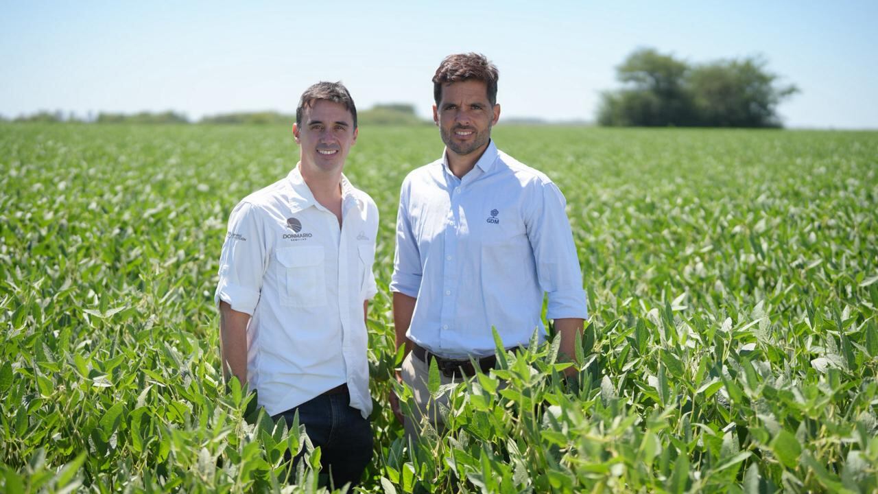 el-partido-de-la-soja:-un-experto-explico-como-la-argentina-puede-achicar-una-brecha-con-brasil