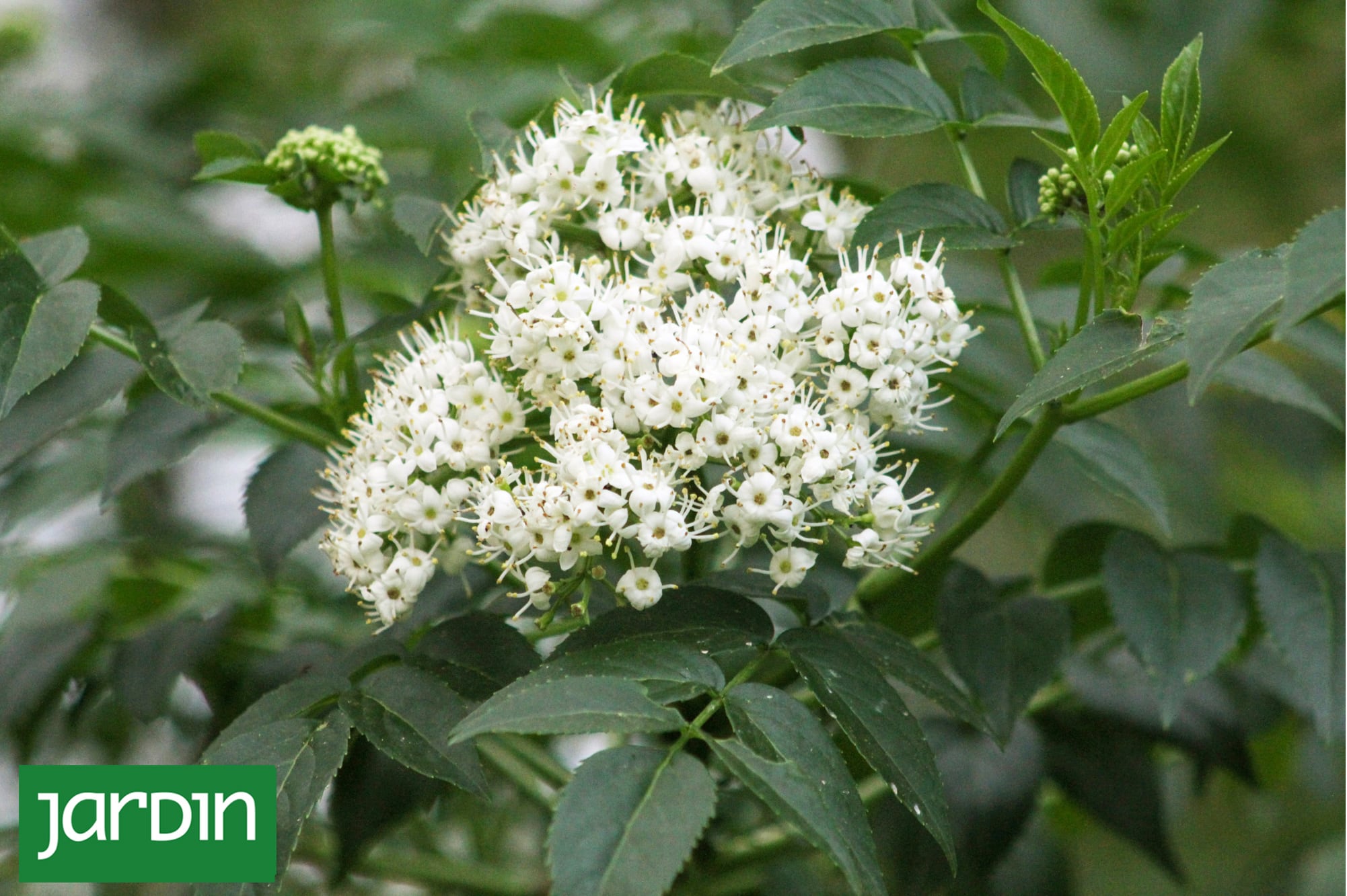 ni-grandes-ni-problematicos:-5-arboles-nativos-para-veredas-angostas