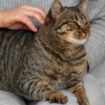 Qué significa que tu gato duerma sobre tus pies