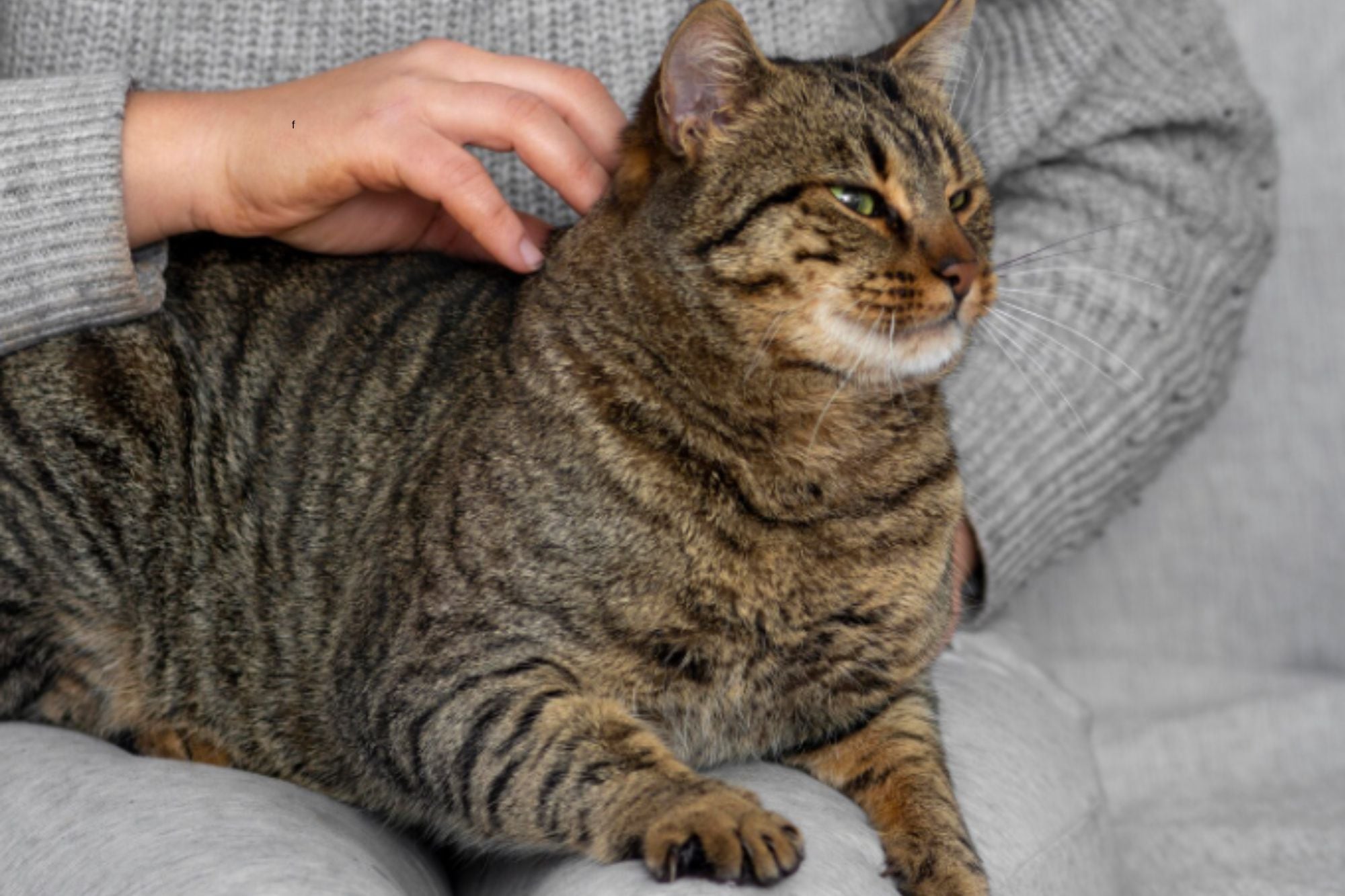 que-significa-que-tu-gato-duerma-sobre-tus-pies