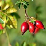Rosa mosqueta: beneficios y propiedades del fruto patagónico rico en calcio y magnesio