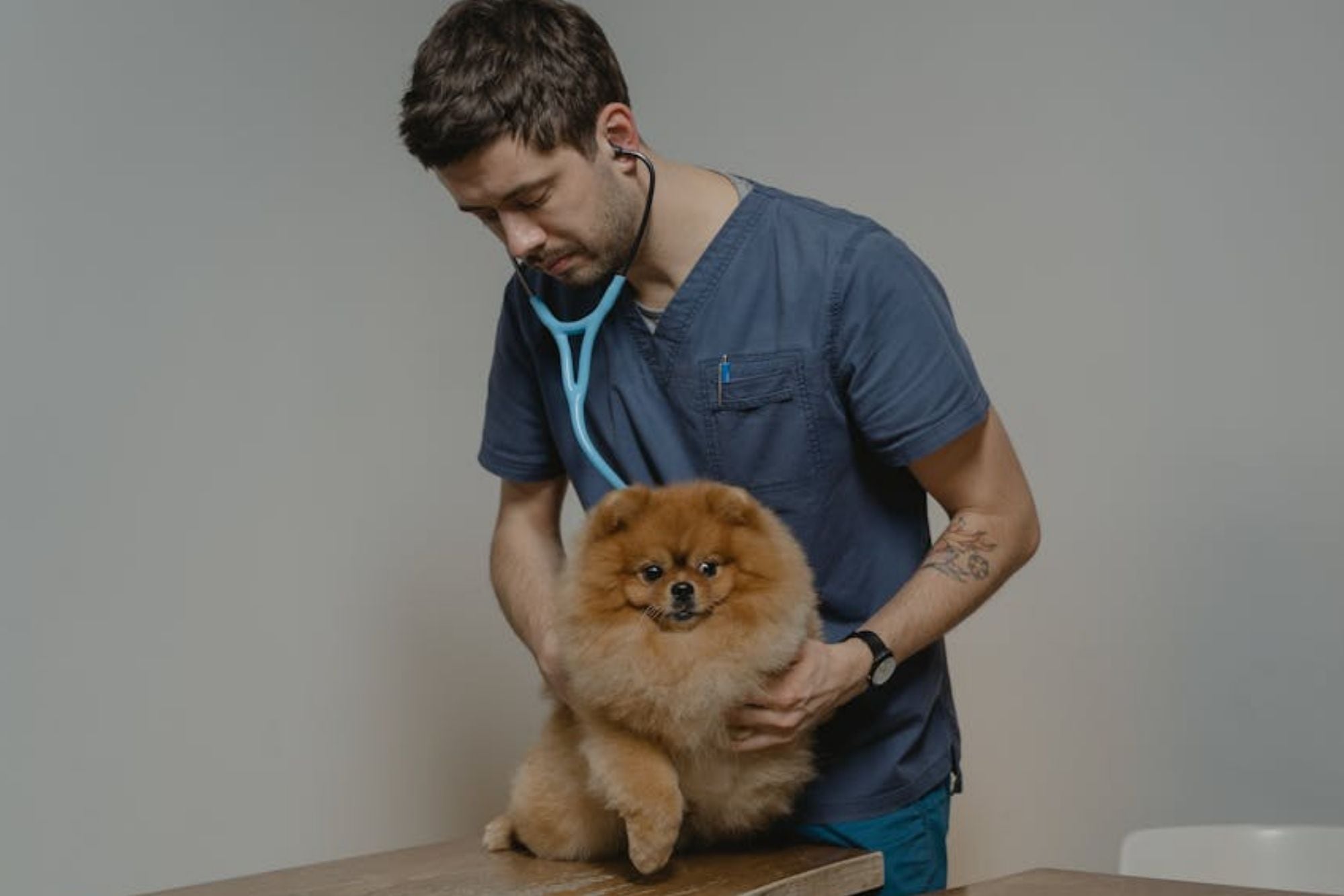 cuanto-cuesta-el-veterinario-en-eeuu.-en-abril-2026:-consultas,-vacunas-y-cirugias