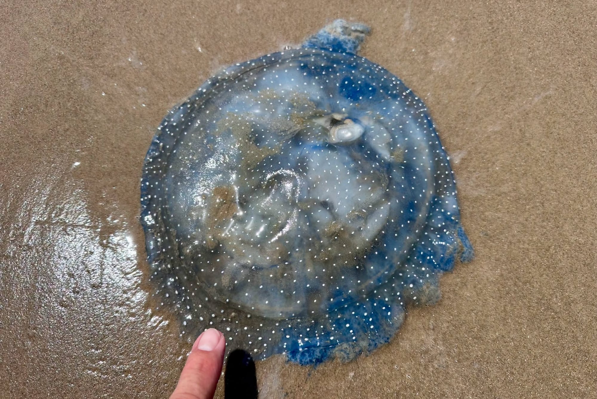la-llamativa-especie-marina-que-invade-las-playas-de-texas-en-pleno-mundial-2026