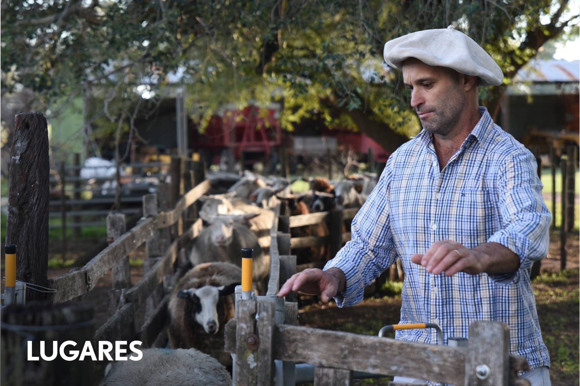 el-emprendimiento-familiar-que-se-llevo-el-oro-en-el-concurso-nacional-de-quesos