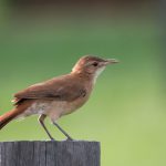 Qué significa que un hornero aparezca en tu jardín o cerca de tu casa